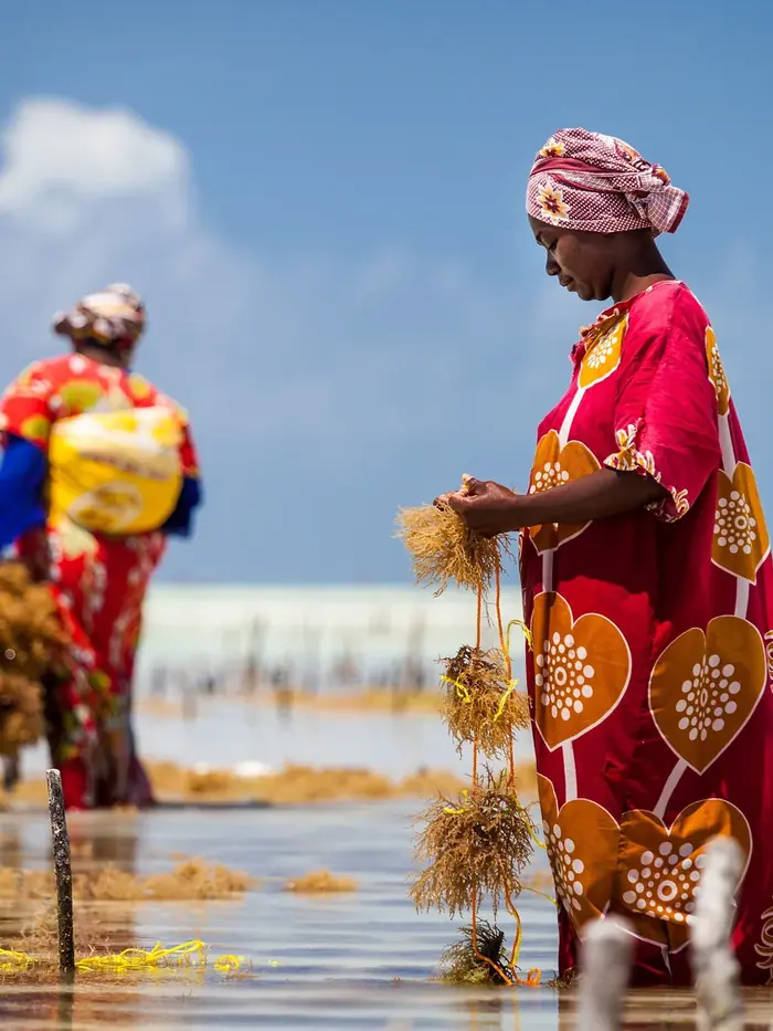 Seaweed harvest at Jambiani, Zanzibar